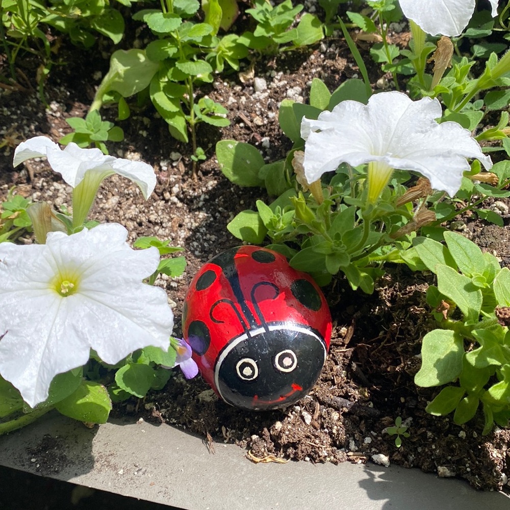Ladybug painted rock 3” x2.75” x 2.5”